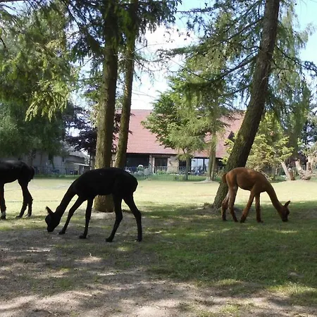 Alpakas Vom Schrodershof *