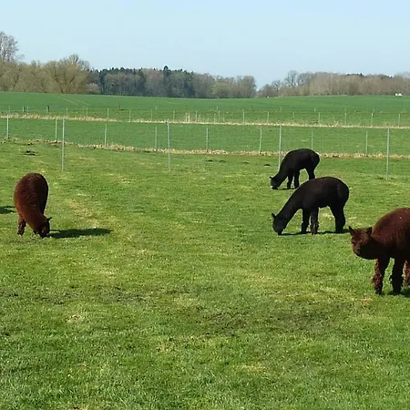 Lägenhet Alpakas Vom Schrödershof Schlackendorf