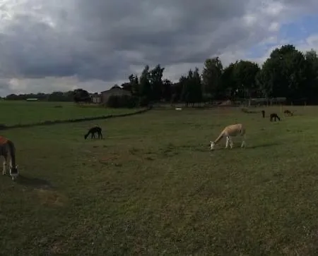 Alpakas Vom Schrödershof Schlackendorf